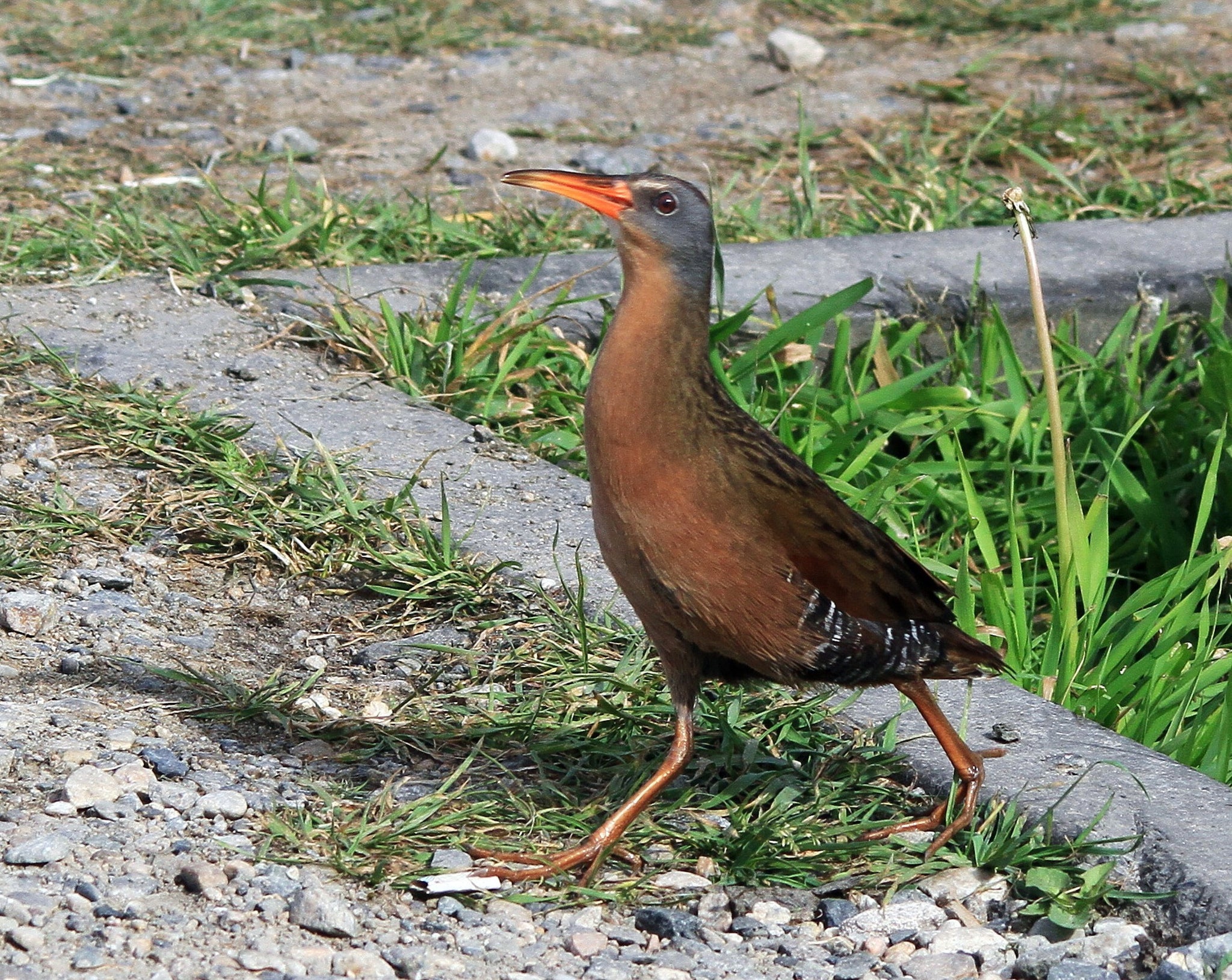 _Virginia Strut_